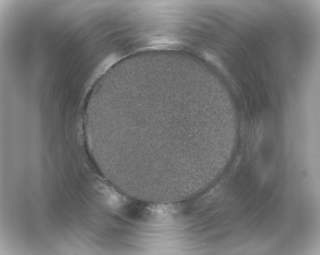 X0000065261362200603172219