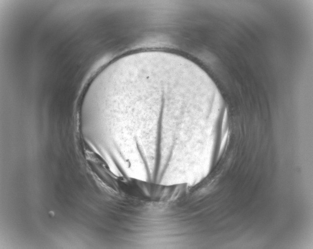 X0000065261366200603172219