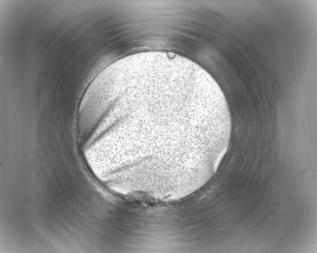 X0000065261378200603172219