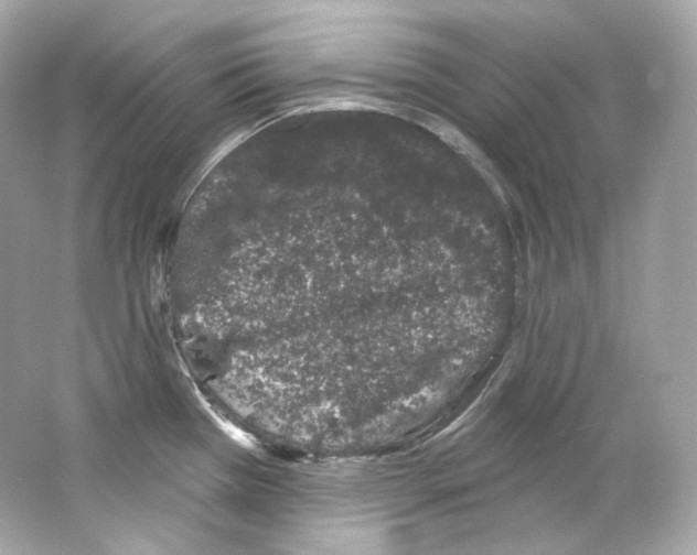 X0000065261385200603172219