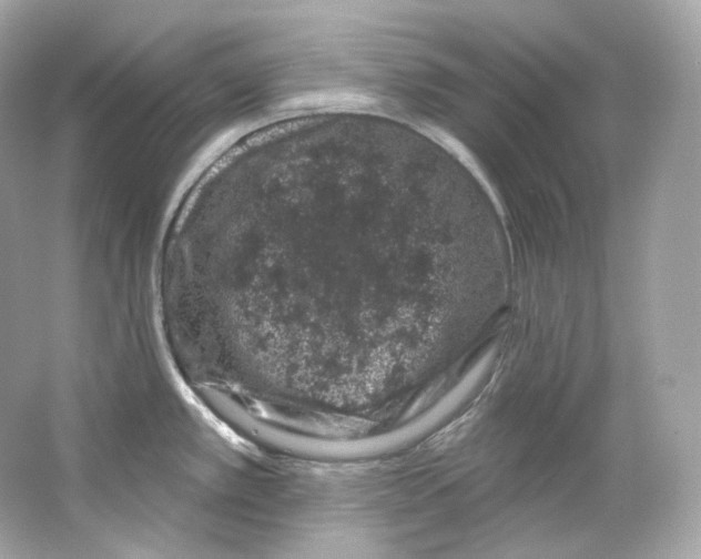 X0000065261389200603172219