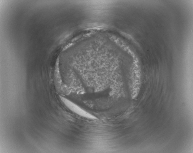 X0000065261399200603172218