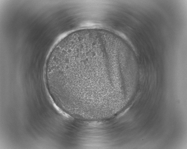 X0000065261421200603172218