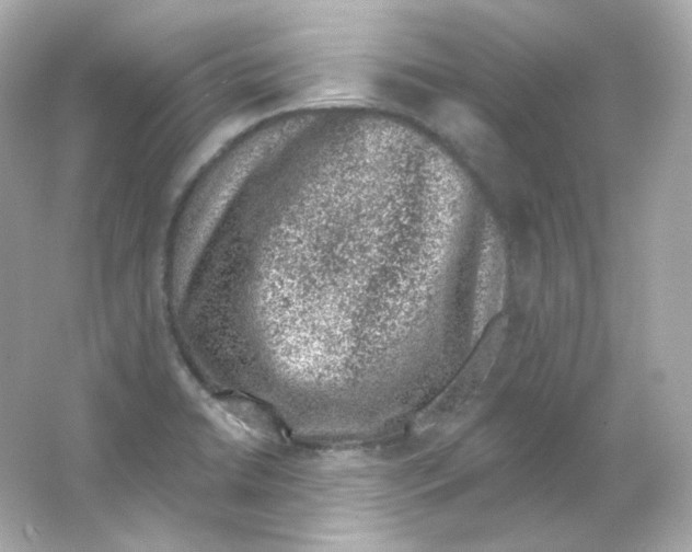 X0000065261422200603172218