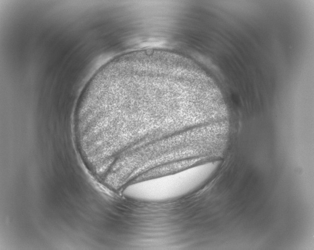 X0000065261423200603172218