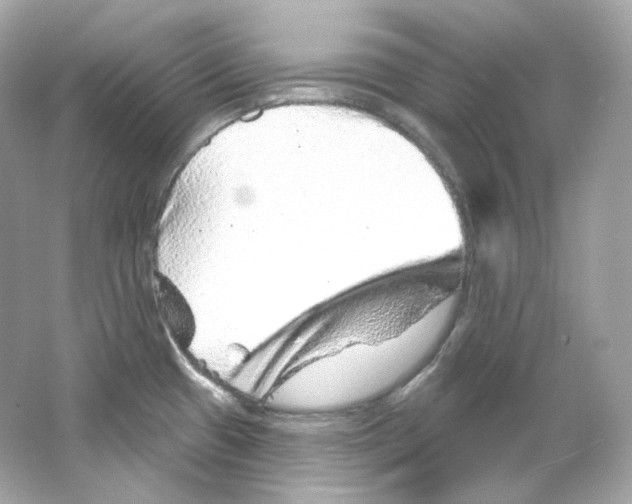 X0000065261433200603172219