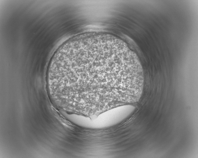 X0000065261435200603172219