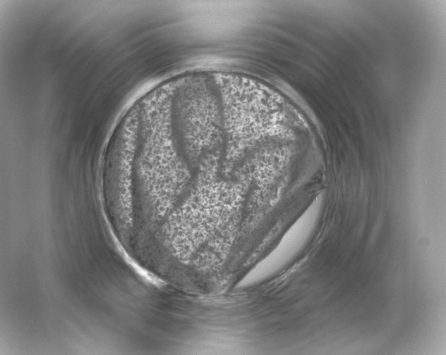 X0000065261437200603172219