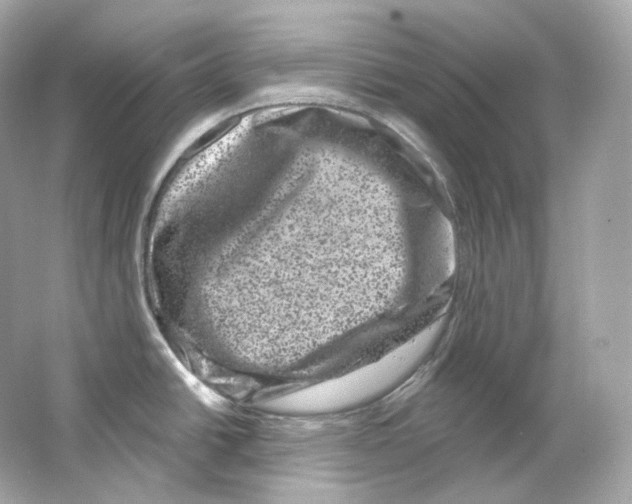 X0000065261438200603172219