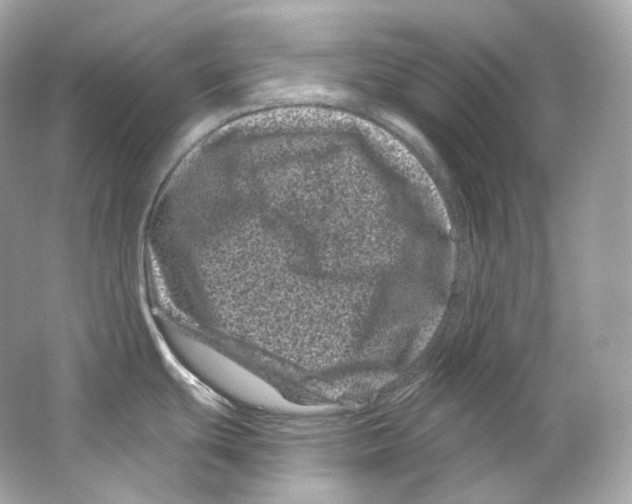 X0000065261439200603172219