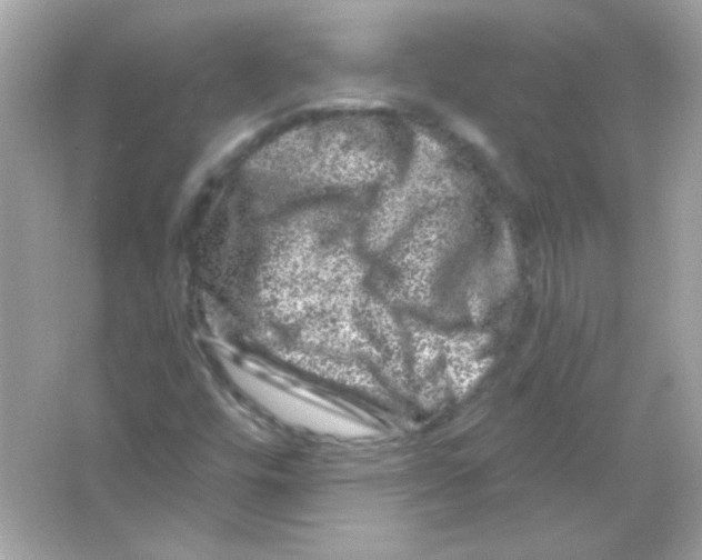 X0000065261448200603172218