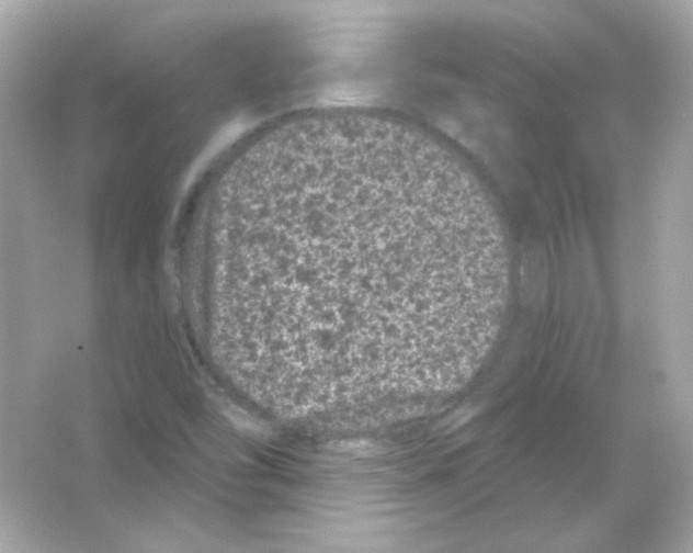 X0000065261454200603172218