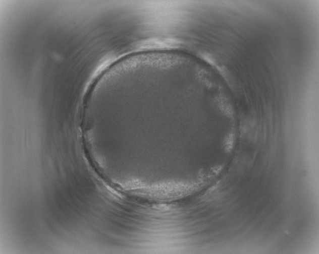 X0000065261459200603172218