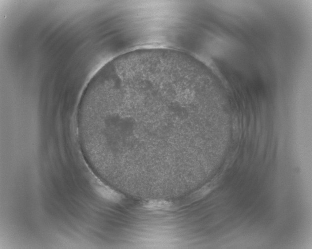 X0000065261466200603172218