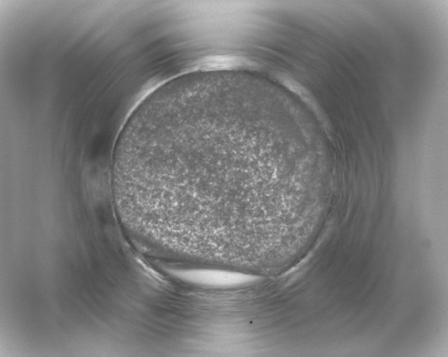 X0000065261473200603172217