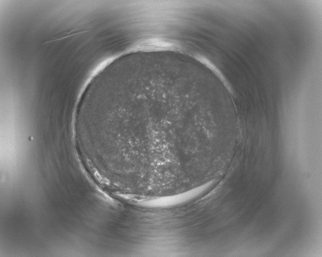 X0000065261477200603172217