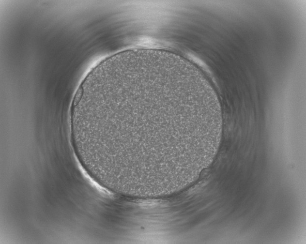 X0000065261479200603172217