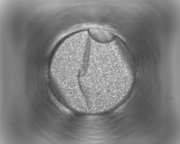 X0000065261499200603172216