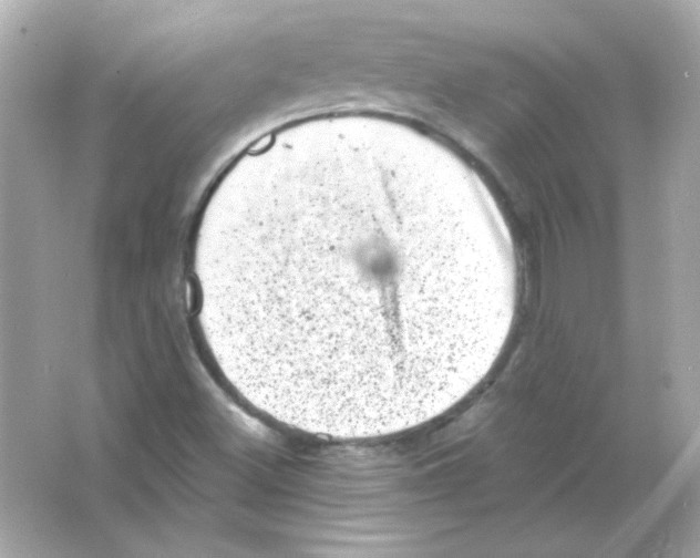 X0000065261500200603172217