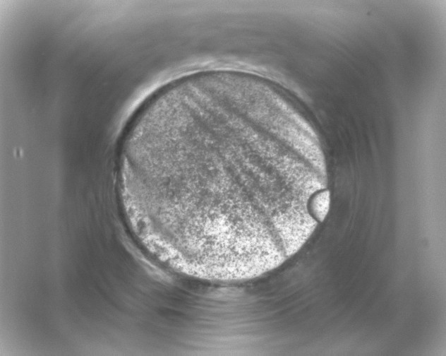 X0000065261503200603172217