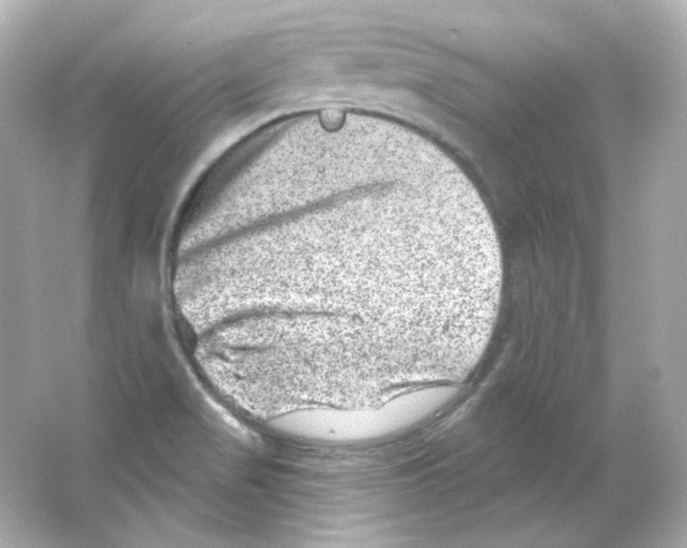 X0000065261517200603172217