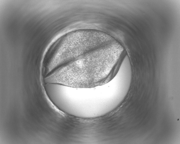 X0000065261528200603172217