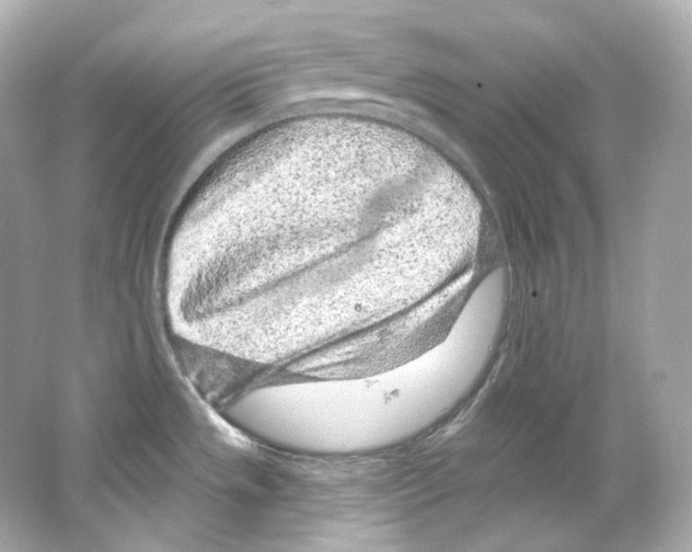 X0000065261533200603172217