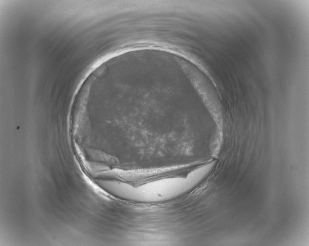 X0000065261535200603172217