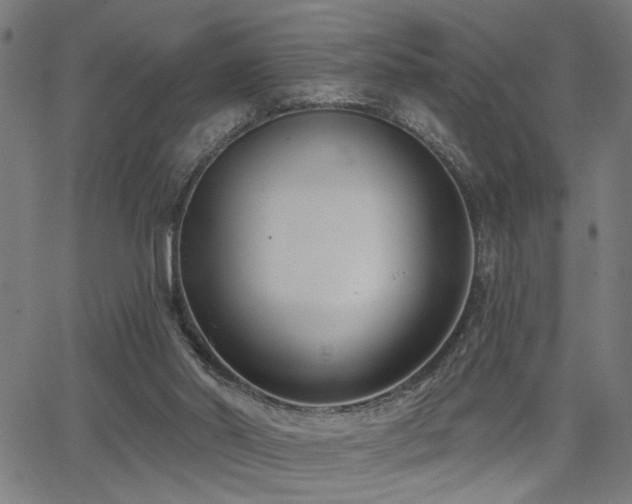X0000065950014200603031114