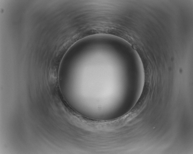 X0000065950040200603031114