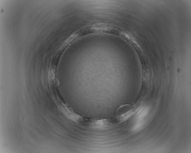 X0000065950382200603031109