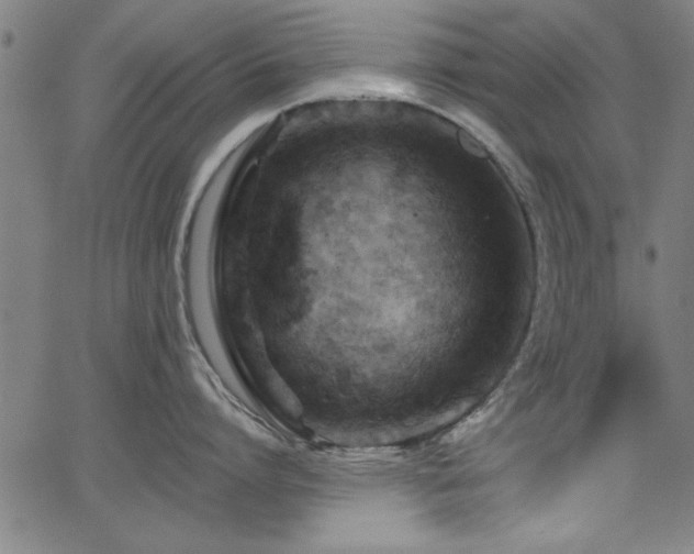 X0000065950864200603031101