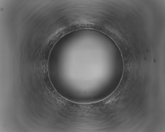X0000065950870200603031100