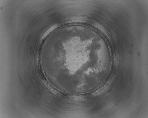 X0000065950874200603031100