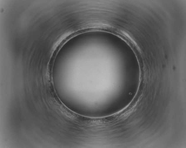 X0000065950883200603031100