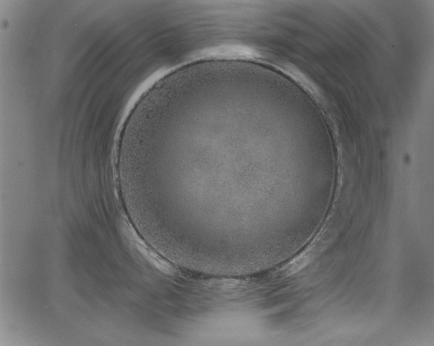 X0000065951248200603031055
