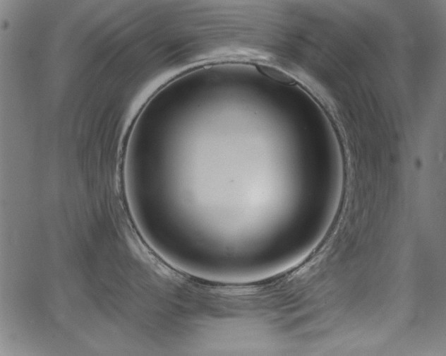X0000065951296200603031053