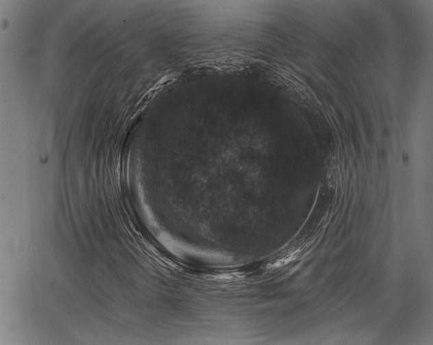 X0000065951298200603031052