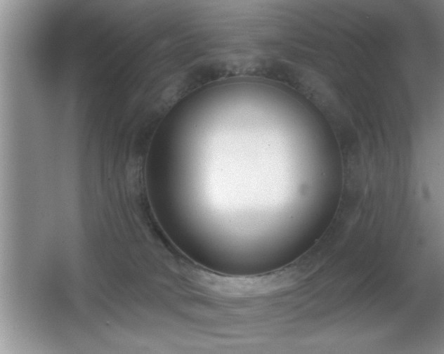 X0000065950034200603061136