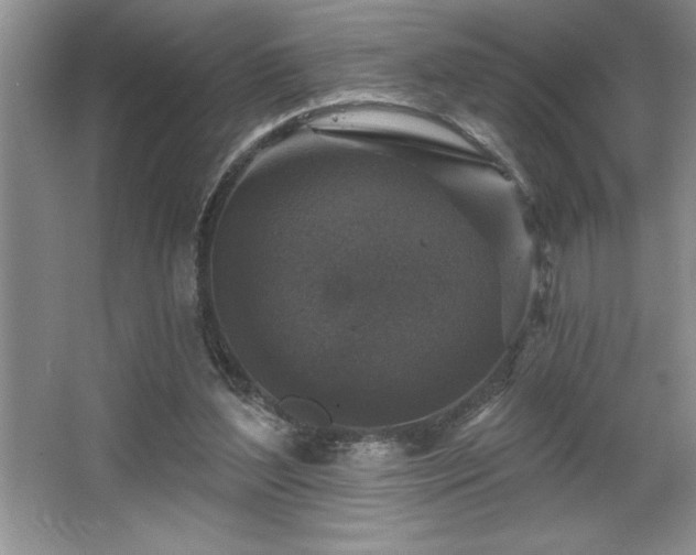 X0000065950204200603061133