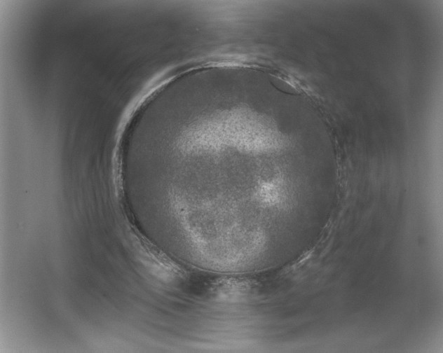 X0000065950343200603061130