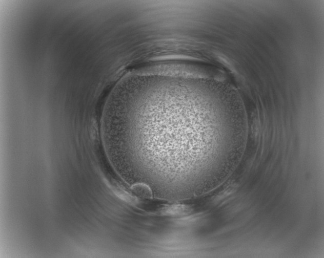 X0000065950459200603061129