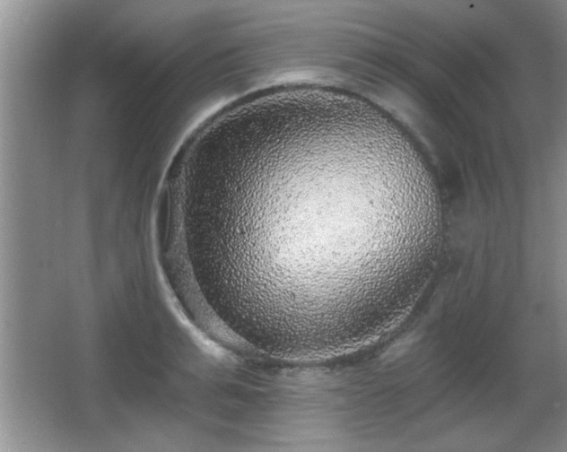 X0000065950991200603061120