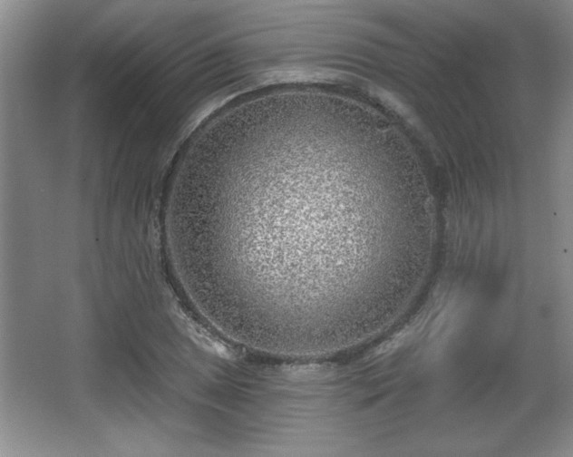 X0000065951025200603061119