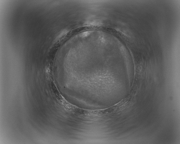 X0000065951254200603061115