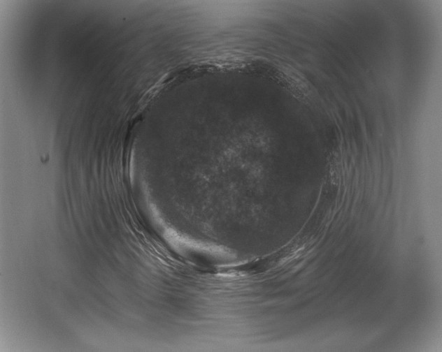X0000065951298200603061114