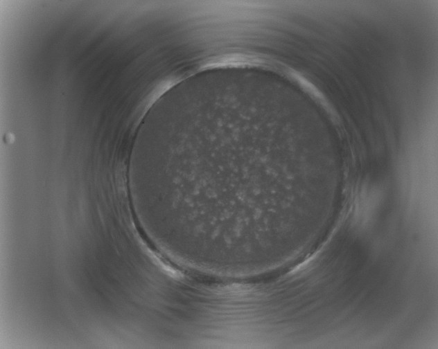 X0000065951329200603061114