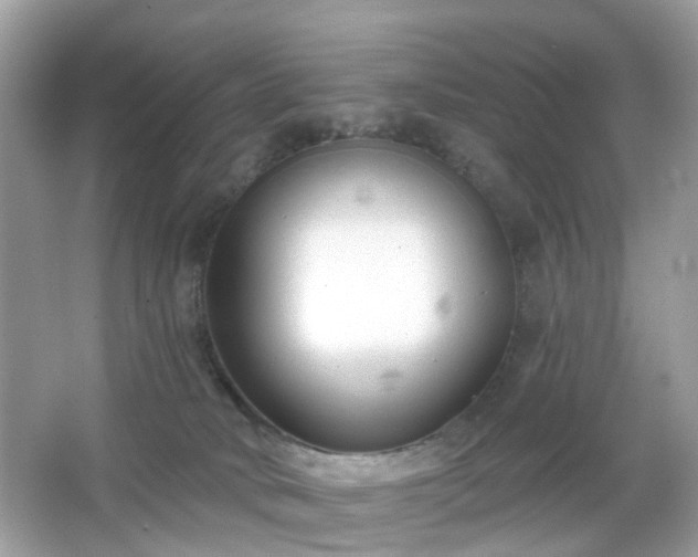 X0000065950034200603101408