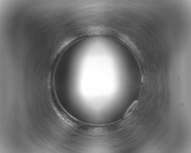 X0000065950058200603101407