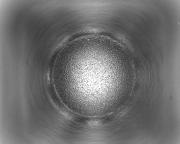 X0000065950358200603101402